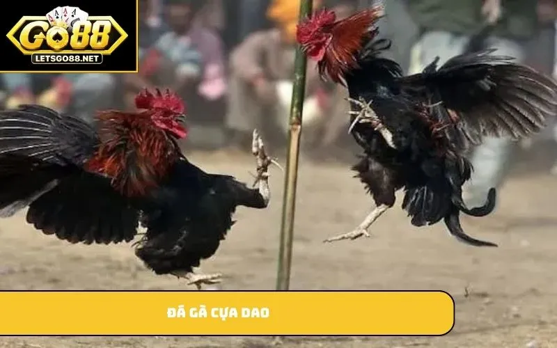 Đá Gà Cựa Dao GO88 – Trò Chơi Cá Cược Hấp Dẫn Và Kịch Tính Đá gà cựa dao